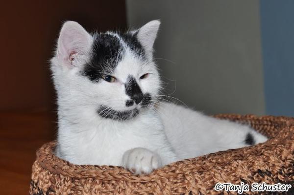 Häkelanleitung "Katzenkörbchen Pixels" von Tanja Schuster